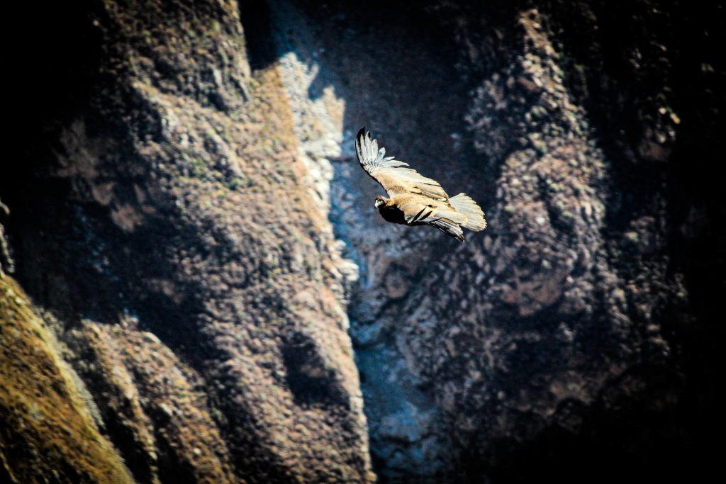 Condor