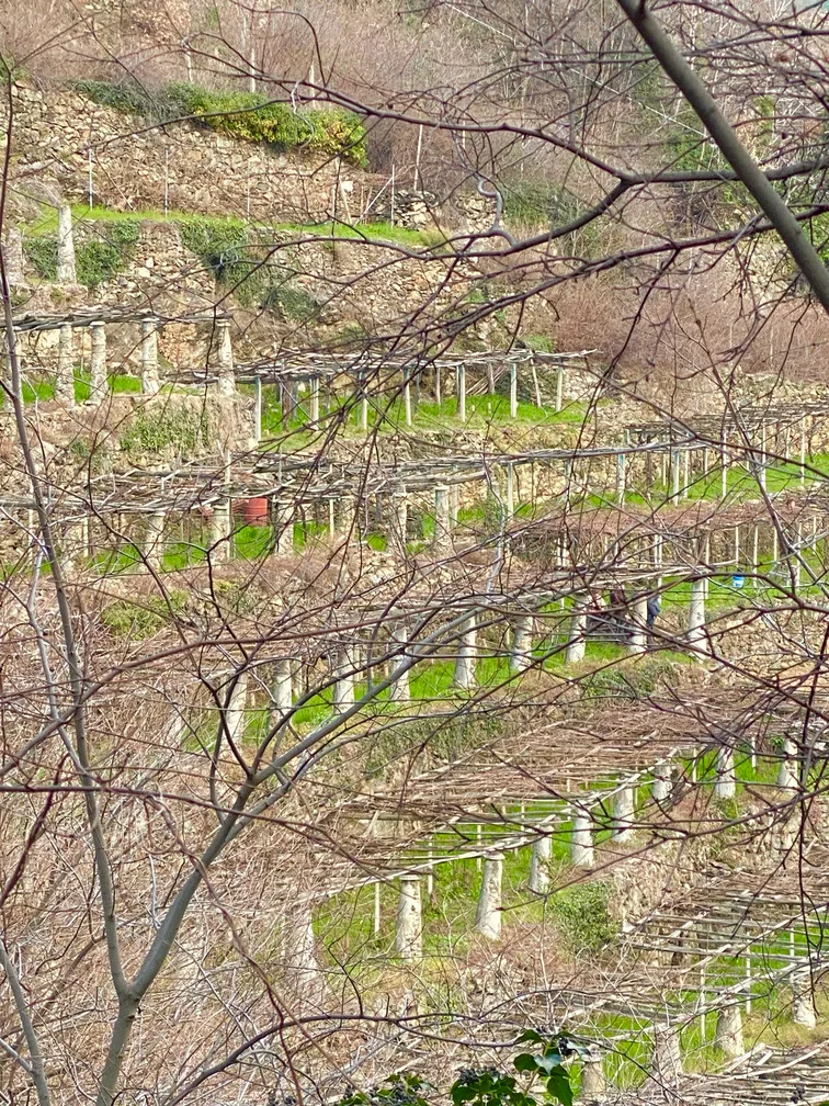 Viticoltura eroica Carema